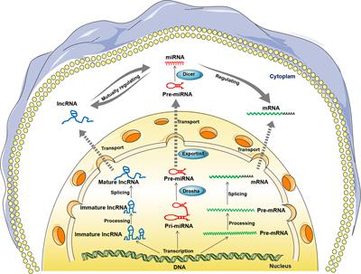 The potential regulatory role of the lncRNA-miRNA-mRNA axis in teleost fish